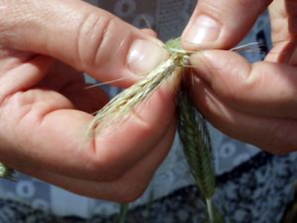 сельское хозяйство