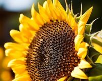 Масло из подсолнечника по ряду показателей более полезно, чем оливковое