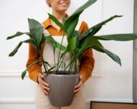 Некоторые растения в доме могут быть смертельно опасными для кошки