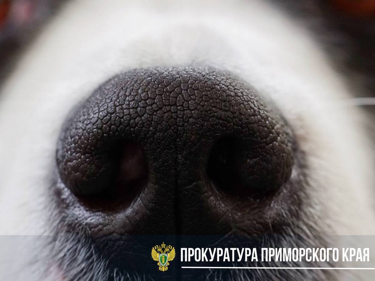 фото прокуратуры