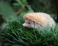 Родители не отдали умственно отсталого сына в интернат для психохроников, и вот что получилось