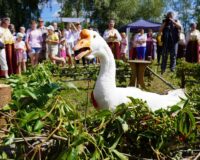 Новгородские гуси ждут соревнований