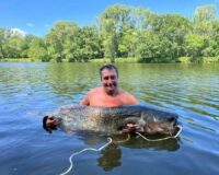 гигантский сом