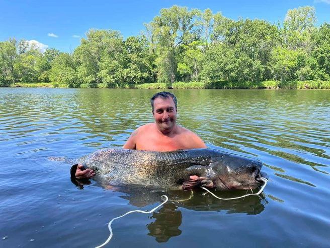 гигантский сом