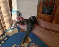 За консультацией мы обратились к новгородскому орнитологу Алексею КАМОРИНУ: – Действительно, в этом году очень много сообщений о подобранных стрижах. Люди проявляют участие – это замечательно! Стрижи – птицы особые. Считается, что из-за коротких лапок с земли подняться в небо они не могут. Это не совсем правильно. Совершенно беспомощными на плоской поверхности становятся либо травмированные птицы, либо подростки-перволетки. Сразу же хочу сказать, что «поднять на крыло» молодого стрижа, у которого нет травм, не так уж и сложно. Пустой аквариум – достаточно подходящее место для передержки стрижа (хотя часто используют просто вместительные тазы). На дно нужно обязательно уложить несколько слоёв туалетной бумаги, а сверху прикрыть куском материи, оставив небольшую щелку для притока свежего воздуха. Что касается кормления… Нужно помнить, что стриж — насекомоядная птица. Ни крошки хлеба, ни пшено, ни рис для его выкармливания не подходят. Самый лучший корм на период выхаживания – сверчки: хоть живые, хоть замороженные. В зоомагазинах их не продают, но в сети «ВКонтакте» вы без труда найдёте предложения. И в Новгороде – тоже. Чаще всего удаётся приобрести замороженных сверчков. У себя дома их сразу же нужно поместить в морозилку. И брать по мере необходимости. Иногда можно прочитать, что за одно кормления стриж съедает до 30 штук. На самом деле, это не так. Достаточно 6-7 экземпляров, которые предварительно надо разморозить, отделить лапы, крылья, желательно, голову. И – приятного аппетита. В одиночку покормить стрижа сложно. Увидев корм, обычно эти птицы не торопятся открыть клюв. Поэтому один человек должен быть занят манипуляциями с «раскрыванием рта» (проще всего это делать так: взять стрижа одной рукой за пёрышки на голове, а другой – под клювом и одновременно развести руки), а другой – забрасывать в клюв сверчков. Каждый день по несколько раз нужно проводить и тренировочные полёты в комнате, предварительно завесив зеркала и окна. Как только птица окрепнет, она начнёт летать по квартире. И, покружив несколько раз, будет садиться на шторы, откуда её можно взять без проблем: стриж – доверчивая к человеку птица. Когда полёты станут достаточно уверенными, можно отпускать птицу на волю. Обычно выхаживание молодого стрижа занимает от десяти дней до месяца.