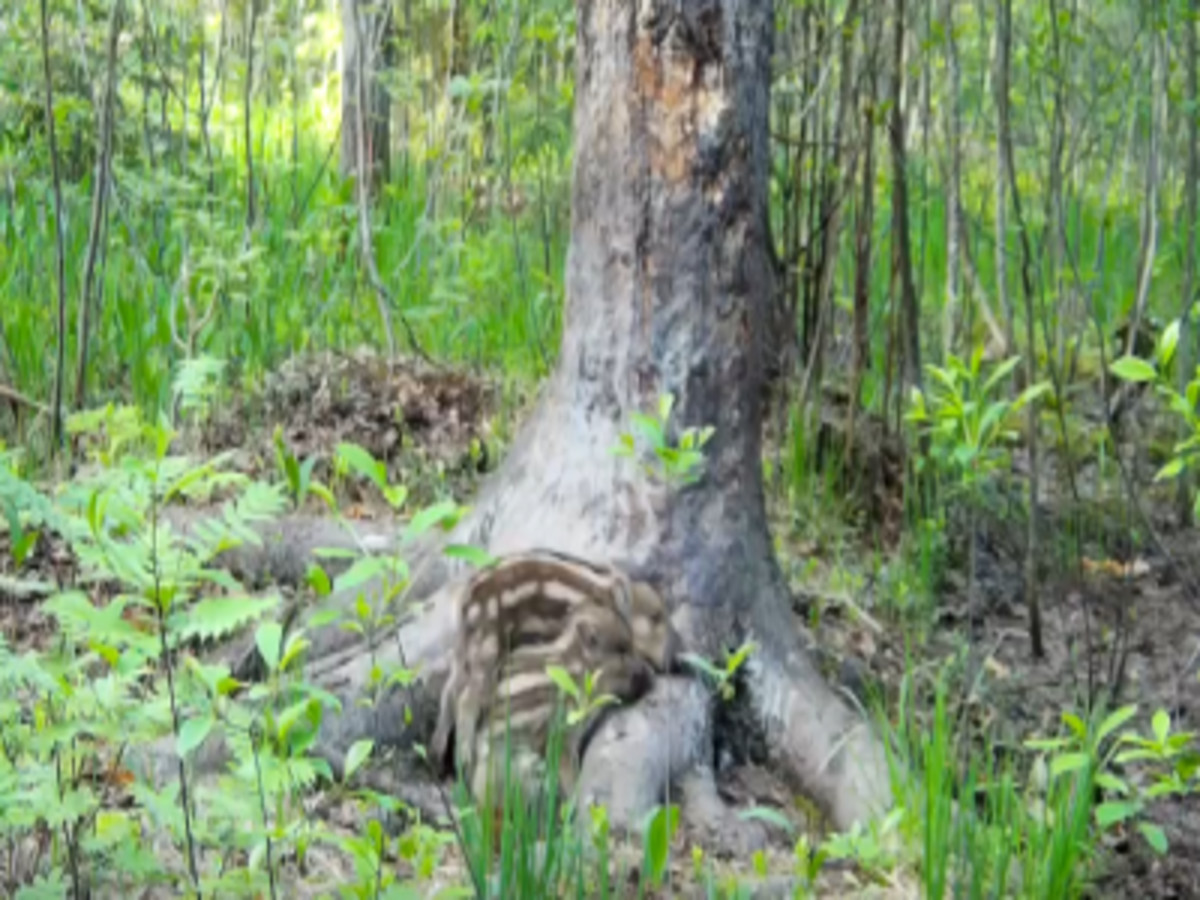 Кабаниха Элеонора из Окского заповедника Рязанской области обучает детей чесаться