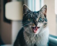 В Туле полицейские спасли кошек закрытых в квартире без хозяйки