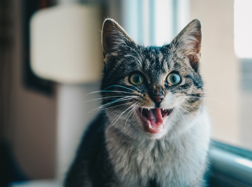 В Туле полицейские спасли кошек закрытых в квартире без хозяйки