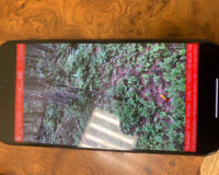 В Великом Новгороде во время «закладок» задержаны гастролёры из Ломоносова