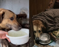 Собака чуть не погибла от теплового удара