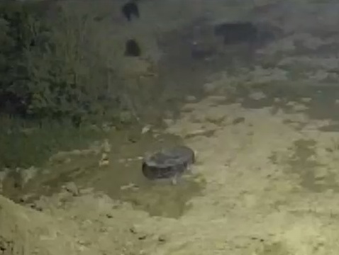 медведица напала на мужчину