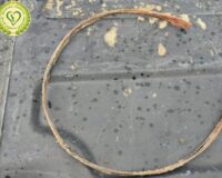 удавка сивуч