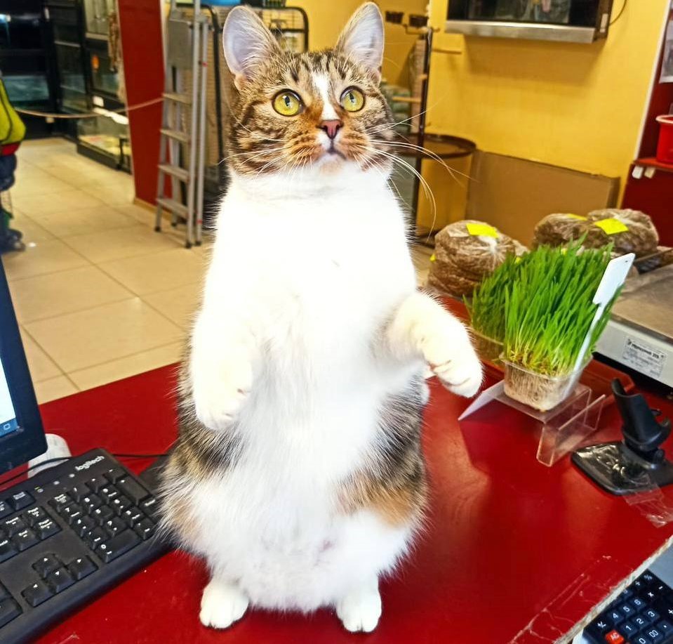 Новгородский губернатор Андрей Никитин принял участие в спасении кота Макса