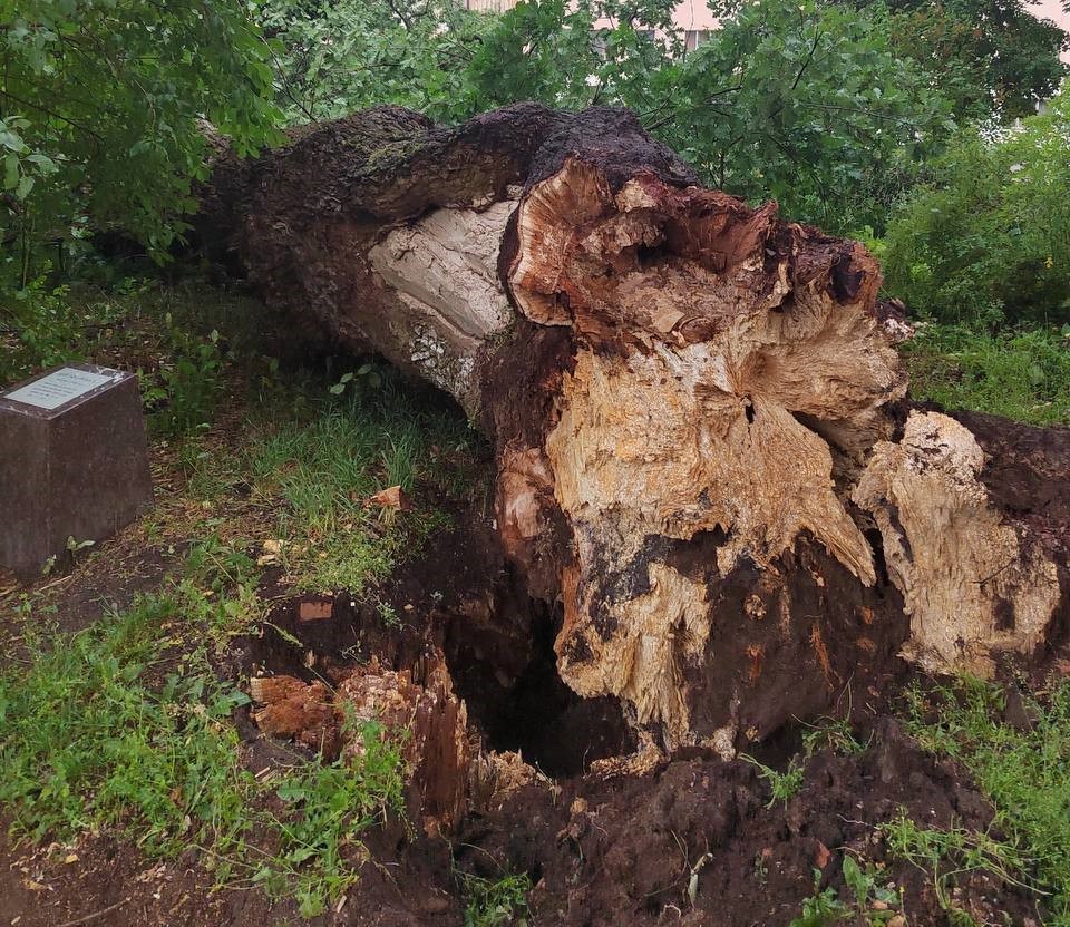Ураган пронёсся над Великим Новгородом: пал четырёхсотлетний старожил