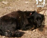 собака ловушка