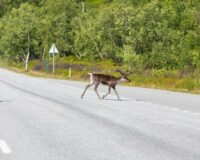 На дорогах – лоси: как уберечь от них наши автомобили?