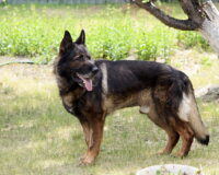 служебная собака