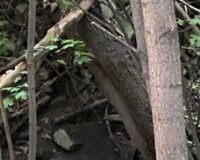 труп в роще