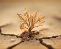 215185029501193712780