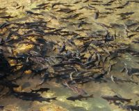 Мальки рыбы