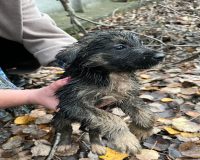 В городе Рязани волонтеры спасли целое щенячье семейство