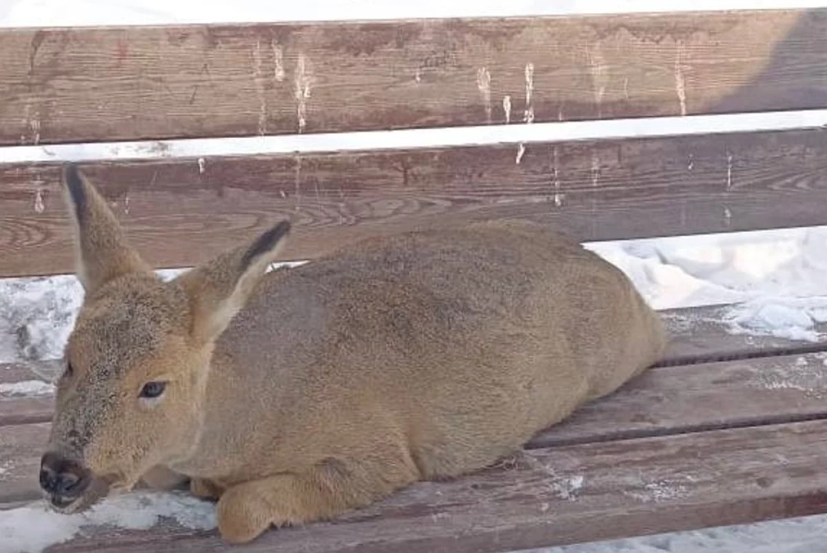 косуля хабаровск