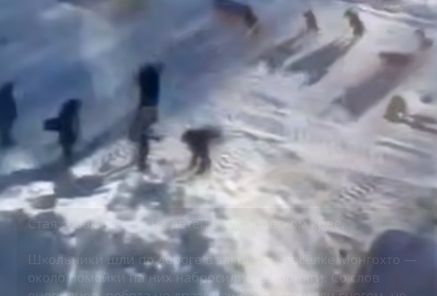 стая напала