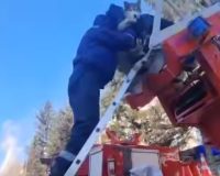 спасли хаски