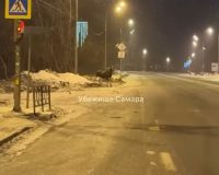 лось в самаре