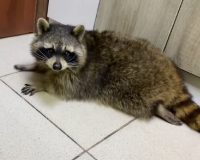 В Туле волонтеры ищут добрых хозяев еноту-полоскуну по уличке Петрович