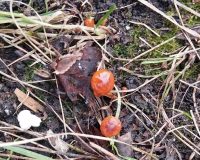 Жительница города Новомичуринска Пронского района Ирина Шлапакова опубликовала в социальных сетях удивительную фотографию. Оказалось, что грибы выросли на пеньке. Это все произошло на проспекте Смирягина. Правда, женщина сразу же предупредила, что эти грибы ни в коем случает нельзя есть. Скорее всего, это ложные опята. В социальных сетях интернет-пользователи активно комментировали эту новость. Они пишут, что это самое настоящее чудо. А другие считают, что это никакое не чудо, а просто глобальное потепление.