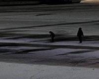 Юного футболиста из Старой Руссы вытаскивали из полыньи три человека