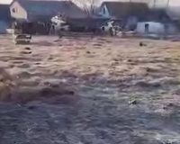 тигр загрыз лошадь