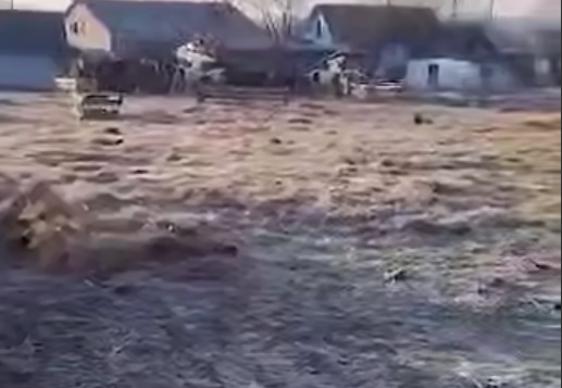 тигр загрыз лошадь