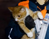 Рязанские волонтеры спасли кота, который залез на сгнившее дерево и не смог вернуться обратно