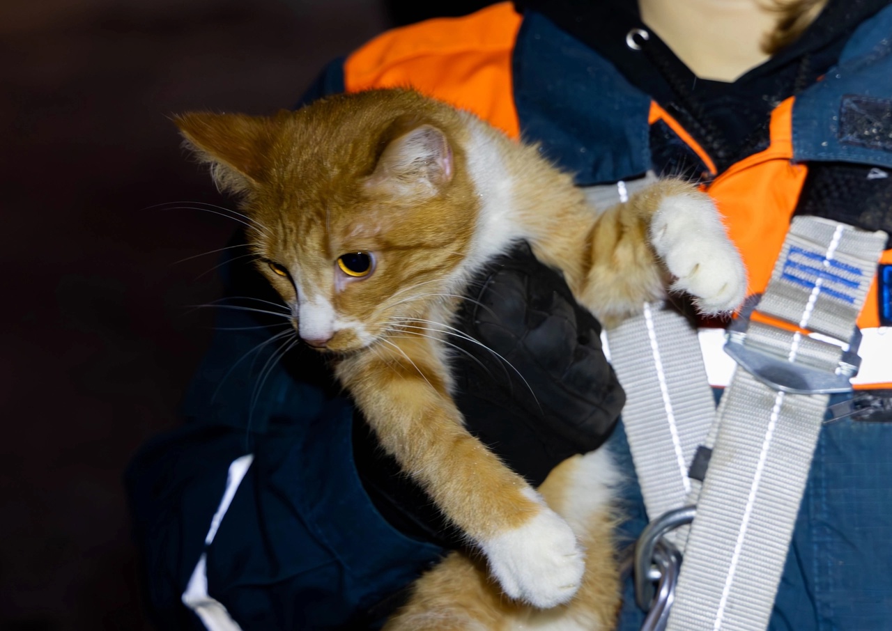 Рязанские волонтеры спасли кота, который залез на сгнившее дерево и не смог вернуться обратно