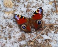 В городе Рязани девушка заметила красивую январскую бабочку