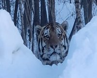 Хабаровский край