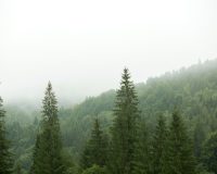 214912550209122281435