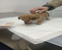 Щенок с позывным «Кефирчик» «демобилизовался» из зоны СВО в Рязанскую область