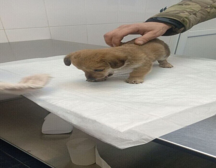 Щенок с позывным «Кефирчик» «демобилизовался» из зоны СВО в Рязанскую область