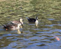 Житель Тамбовской области ночью забил в пруду камнями диких уток