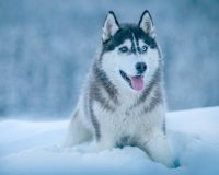 В Туле тонувшая в реке хаски осталась жива благодаря погибшей хозяйке