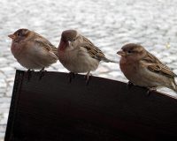 Рязанская область лидирует в воробьиной переписи