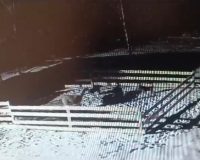 Полиция Тулы начала проверку из-за разорванных дикими собаками альпак