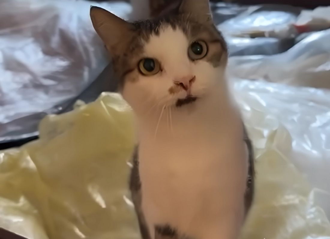 d2ca2a508846b9ec013031e2a37a430f03175971676