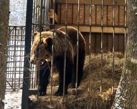 Медведей Добрыню и Машу из Окуловки ждут лучшие времена