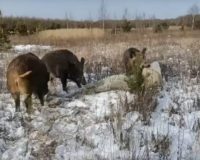 В Рязанской области кабаны вышли на тропу войны с полиэтиленом