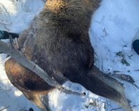 браконьеры