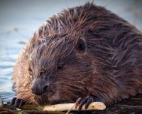 Жительница Рязанской области на одном из озер Кадомского района сфотографировала семейство бобров